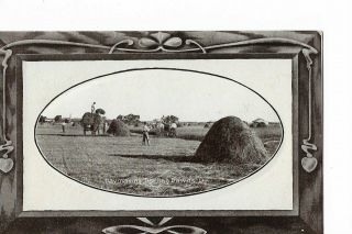 Lovely Old Postcard - Haymaking - Darling Downs - Queensland - Australia C.  1910