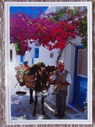 Greek Old Photo Postcard Donkey Man Greek Island Postcard Santorini Flowers