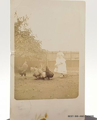 Antique Photograph Edwardian Period Little Girl Feed The Chickens Photo.