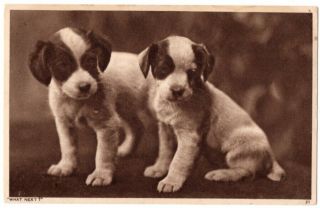 082420 Vintage Postcard Cute Little Puppy Dogs What Next