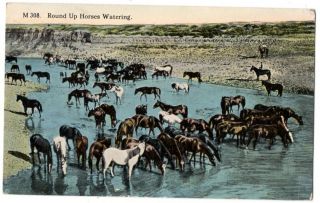 110220 Round Up Of Horses In Wyoming Vintage Cowboy Western Postcard 1916