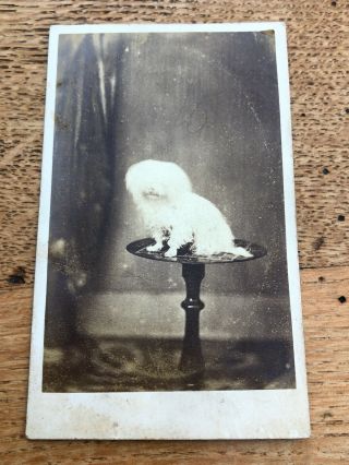 Victorian Cdv Photo " Small White Fluffy Dog " On A Wine Table