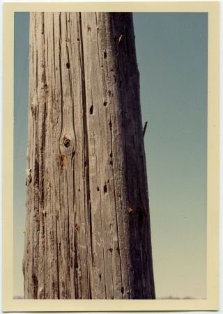 Study Of A Telephone Pole Artistic Vintage Snapshot Photo