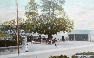 Sheffield - Norton Woodseats,  Big Tree (pub) Posted 1924 Vintage Postcard,