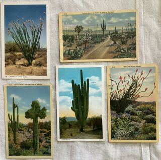 5 Various Species Of Cactus Vintage Postcards Desert Blooms Giant Ocotilla