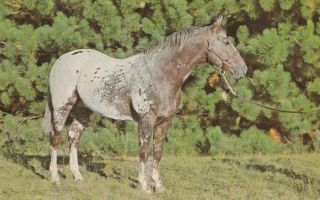 Horse Appaloosa Stallion - Vintage Postcard " R W 