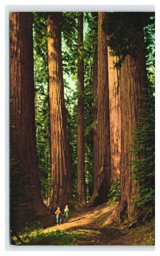 Vintage Postcard 1967 Sequoia National Park Ca Giant Forest People Trees