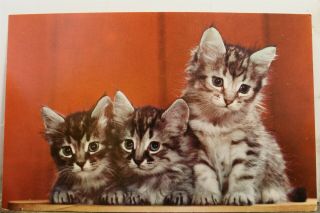 Animal Cat Three Little Kittens Lost Their Mittens Postcard Old Vintage Card Pc