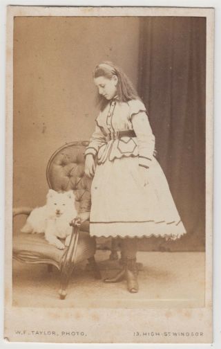 Dog Cdv - Young Girl With A White Dog By W.  F.  Taylor Of Windsor