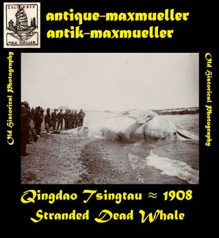 China Qingdao Tsingtau Beach Stranded Dead Whale Orig Photo ≈ 1908