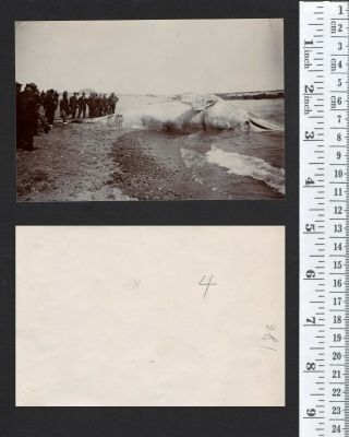China Qingdao Tsingtau Beach Stranded dead whale orig photo ≈ 1908 2