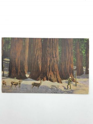 Vtg Postcard Redwood Forest Santa Cruz California Ca Linen Among The Big Trees