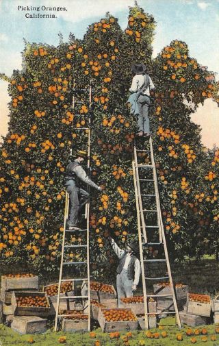 Picking Oranges,  California Agriculture Farming C1910s Vintage Postcard