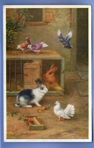 Old Vintage Postcard Artist Signed Edgar Hunt Rabbits Birds Dove Animals