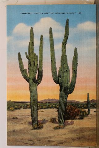 Arizona Az Desert Sahuaro Cactus Postcard Old Vintage Card View Standard Post Pc