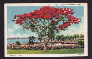 Old Vintage Postcard Of A Royal Poinciana Tree In Full Bloom Florida Fl
