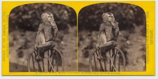 Frank York : Smoking Monkey : War Medal 1860s London Zoological Society Sv Photo