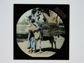 Glass Magic Lantern Slide - Man With A Donkey In Egypt - Hand Tinted