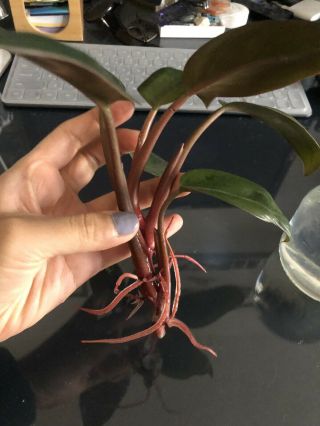 Rare Philodendron Dwarf Red - Water Rooted,  Ready To Plant