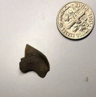 Rare Cretaceous Crow Shark Tooth