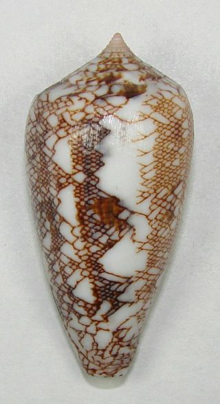Conus Abbas 45.  41mm Choice Rare Specimen Off Galle,  S.  W.  Sri Lanka