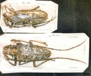 Cerambycidae Batocera Humeridens A1 Pair 47 - 48mm From Moa - Fine Colour,  Rare