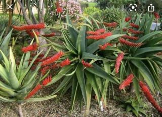 Aloe Mawii Rare Tree Aloe Horizontal Flower Spikes