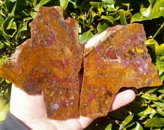 Two (2) Very Rare Ostrich Agate Slabs Argentina Moss Red Purple Filaments 8.  2oz