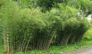 200,  Bamboo Seeds 