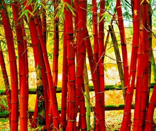 50,  Bamboo Seeds Bambusoideae Poaceae Rare Garden Plant Bamboo Rare Red Plant
