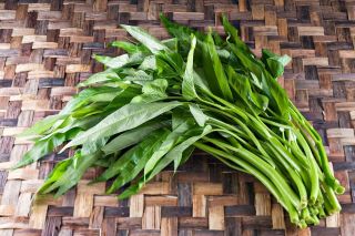 150 Seeds Rare Organic Water Morning Glory Spinach Kangkong Rau Muong Ongchoy