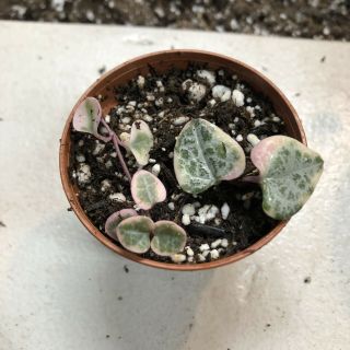 2” Rare Variegated String Of Hearts.  Fully Rooted Ceropegia Woodii Variegata