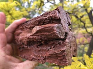 Reilly’s Rocks: Arizona Petrified Wood Limb With Rare Fungus/calcite,  2.  25 Lb