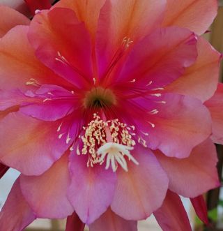 Epiphyllum ' Spiced Topaz ' - Rare Orchid Cactus - Blooms 2