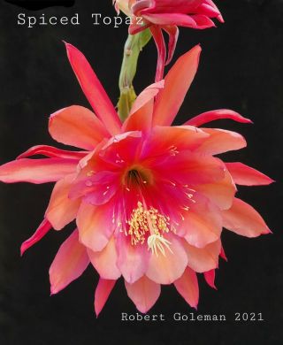 Epiphyllum ' Spiced Topaz ' - Rare Orchid Cactus - Blooms 3
