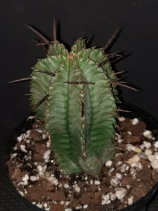 Euphorbia Horrida Rare Exotic Succulent