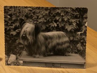 Rare Skye Terrier Dog Photograph By Henri Dimont Paris 1950 Nr 2