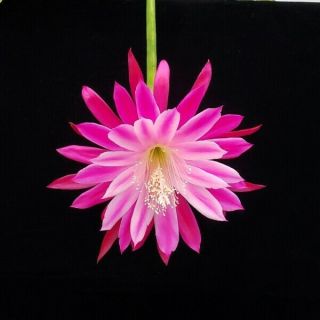 Epiphyllum ' Daisy Dean ' Rooted Cutting - Rare Orchid Cactus 2