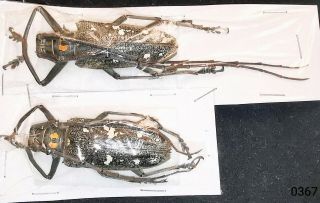 Cerambycidae Batocera Humeridens A1 Pair 48mm From Alor - Rare