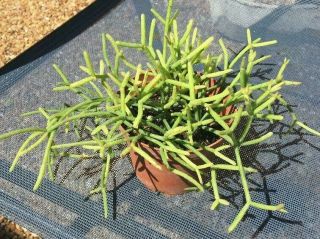Full Rooted 4 " Pot Of " Rhipsalis Heteroclata - Rarely Offered Rooted