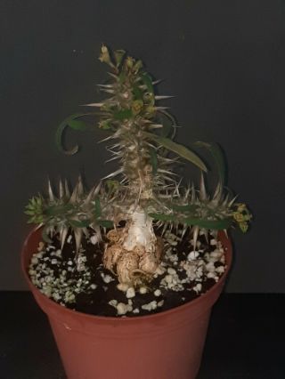 Euphorbia Rossii Rare Caudex Exotic Succulent