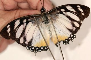 Charaxes Lydiae Rare From Cameroon