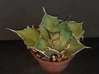 Agave Titanota Rare Exotic Succulent