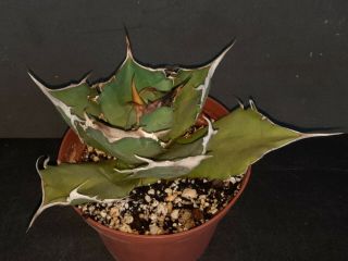 Agave titanota rare exotic succulent 2