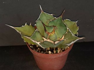 Agave titanota rare exotic succulent 3
