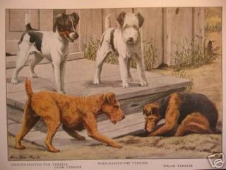 Irish Terrier & Welsh Terrier W/ Fox Terriers 1919 Rare Art Print 100 Years Old