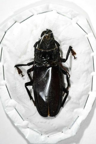 Prioninae Physopleurus Rugosus Large 7cm Peru Beetle Rare Cerambycidae
