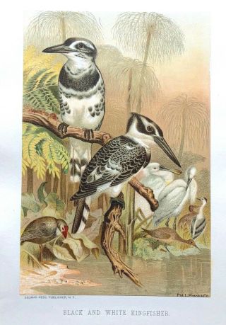 Rare 1885 Prang Chromo Black And White Kingfisher Wonderful Bird Print L@@k