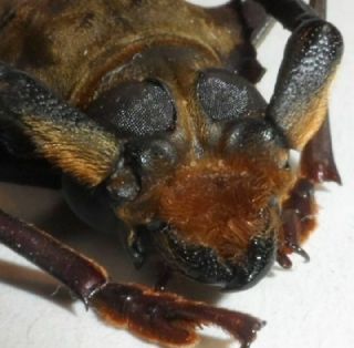 Cerambycidae,  Prioninae,  Orthomegas sylvaineae Male (big specimen) very rare 2