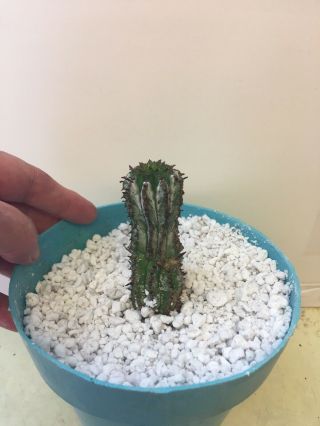Rare Euphorbia Polygona Snowflake Cactus Succulent Live Plant Red